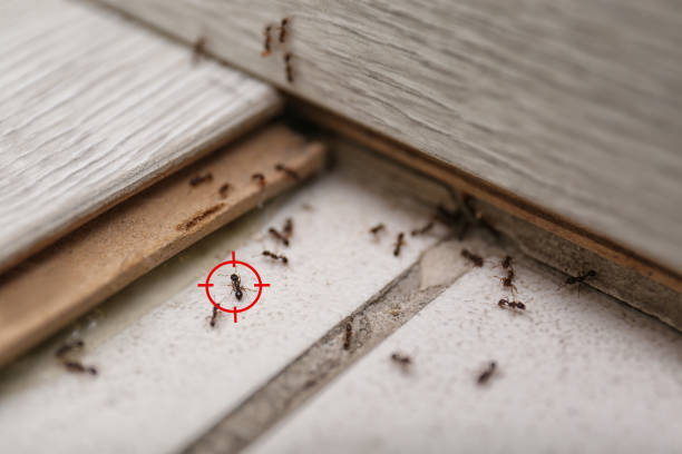 Blue Mountain, MS Pest Control Company