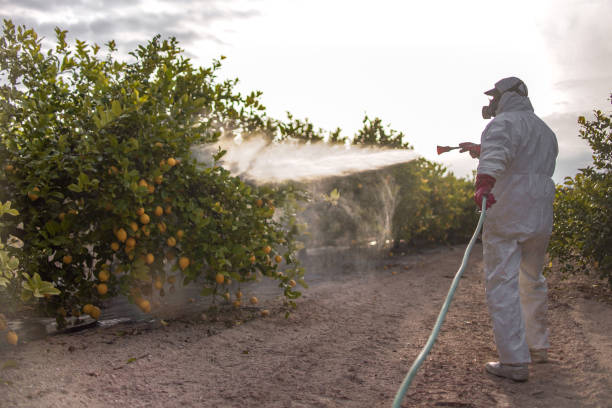 Best Termite Control Services  in Blue Mountain, MS