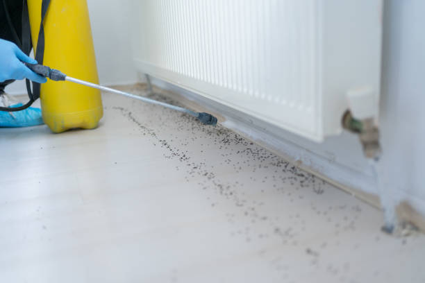Best Flea Control Services  in Blue Mountain, MS